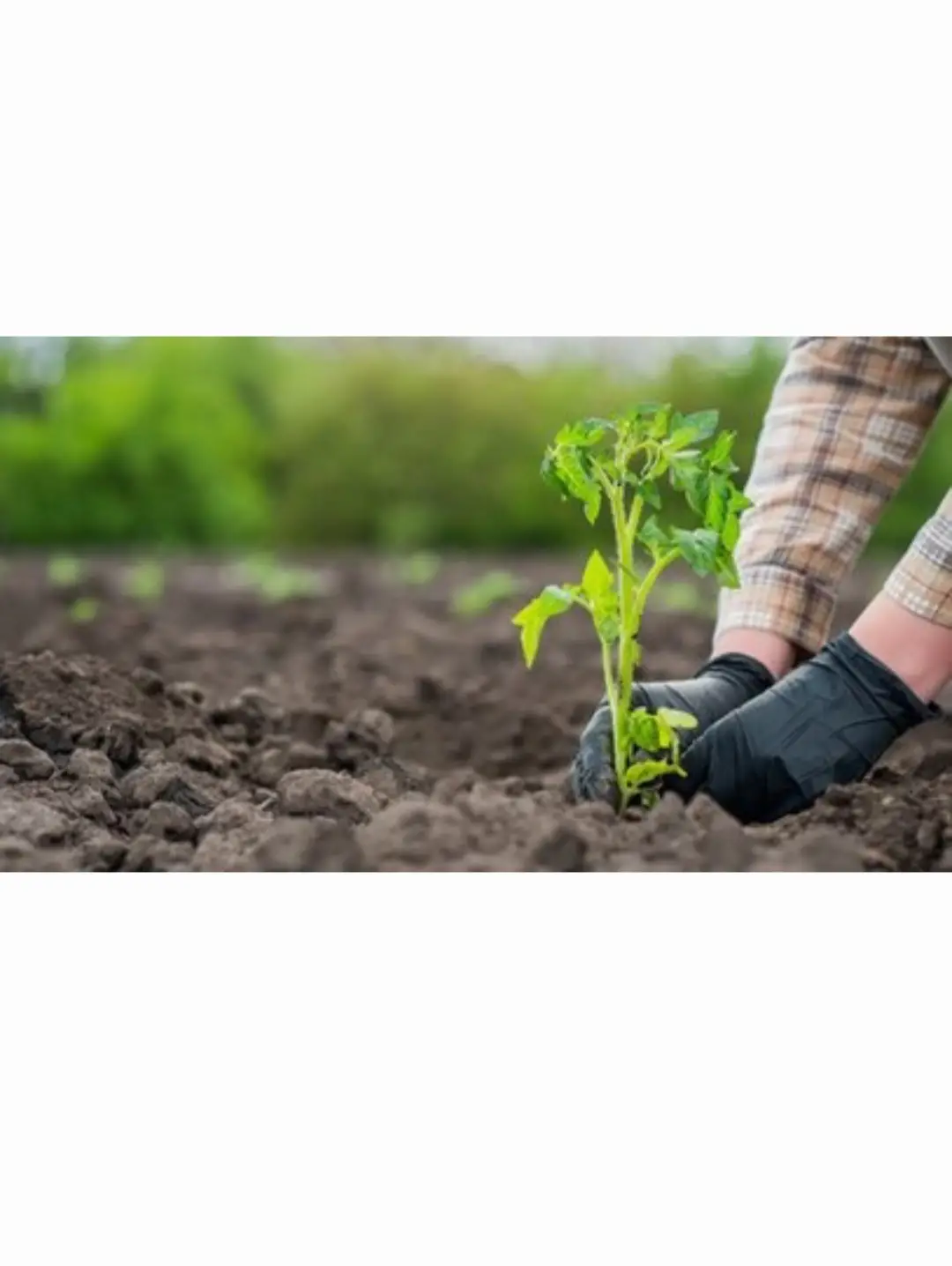 راهنمای کاشت گوجه فرنگی برای تازه کارها