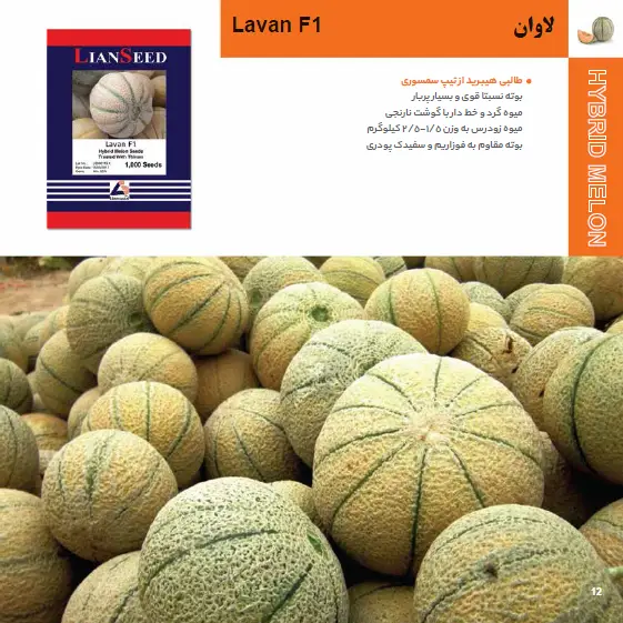 بذر هیبرید طالبی لاوان