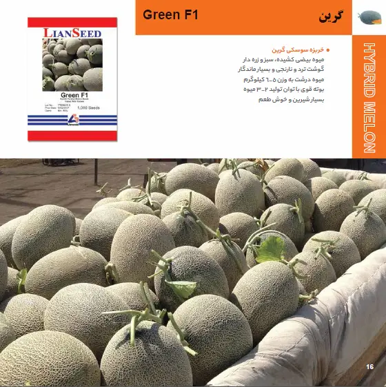 بذر هیبرید خربزه گرین