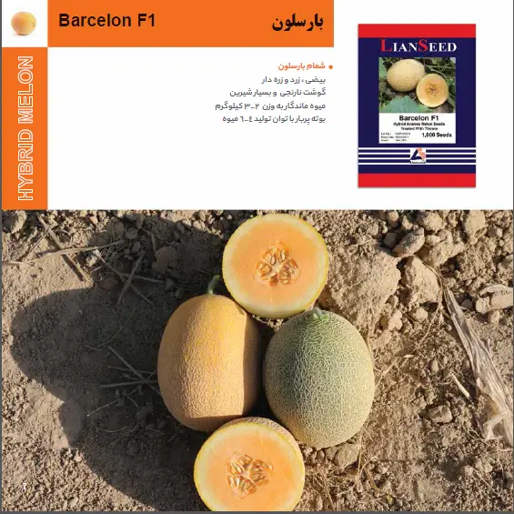 بذر هیبرید خربزه شمام بارسلونا