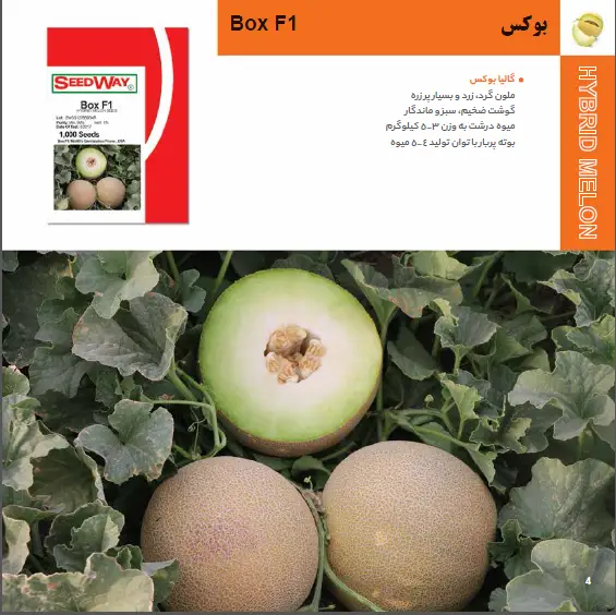 بذر هیبرید خربزه بوکس