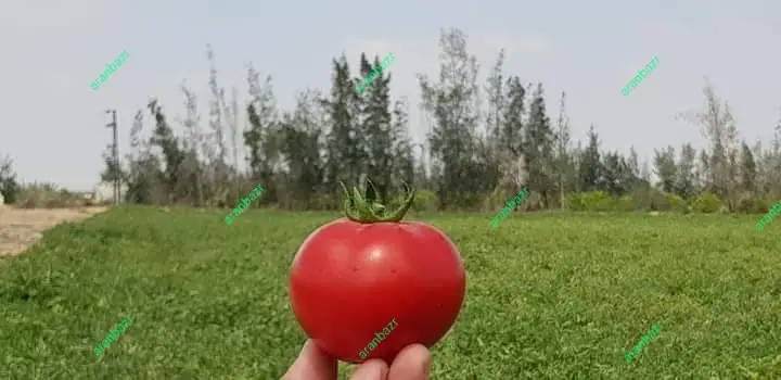 زودرس ترین بذر گوجه ۰۷۴