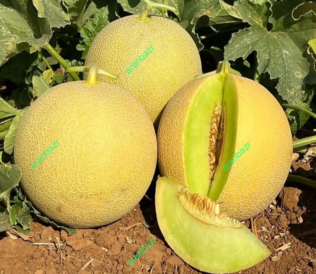 بذر خربزه پربار گالیا