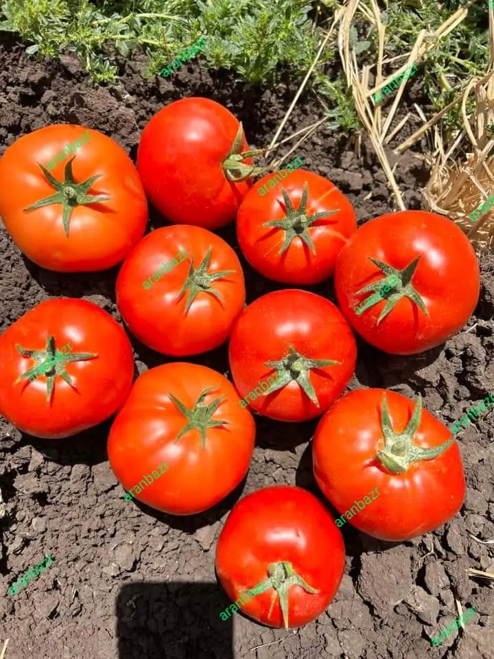 بذر گوجه فرنگی ثانی