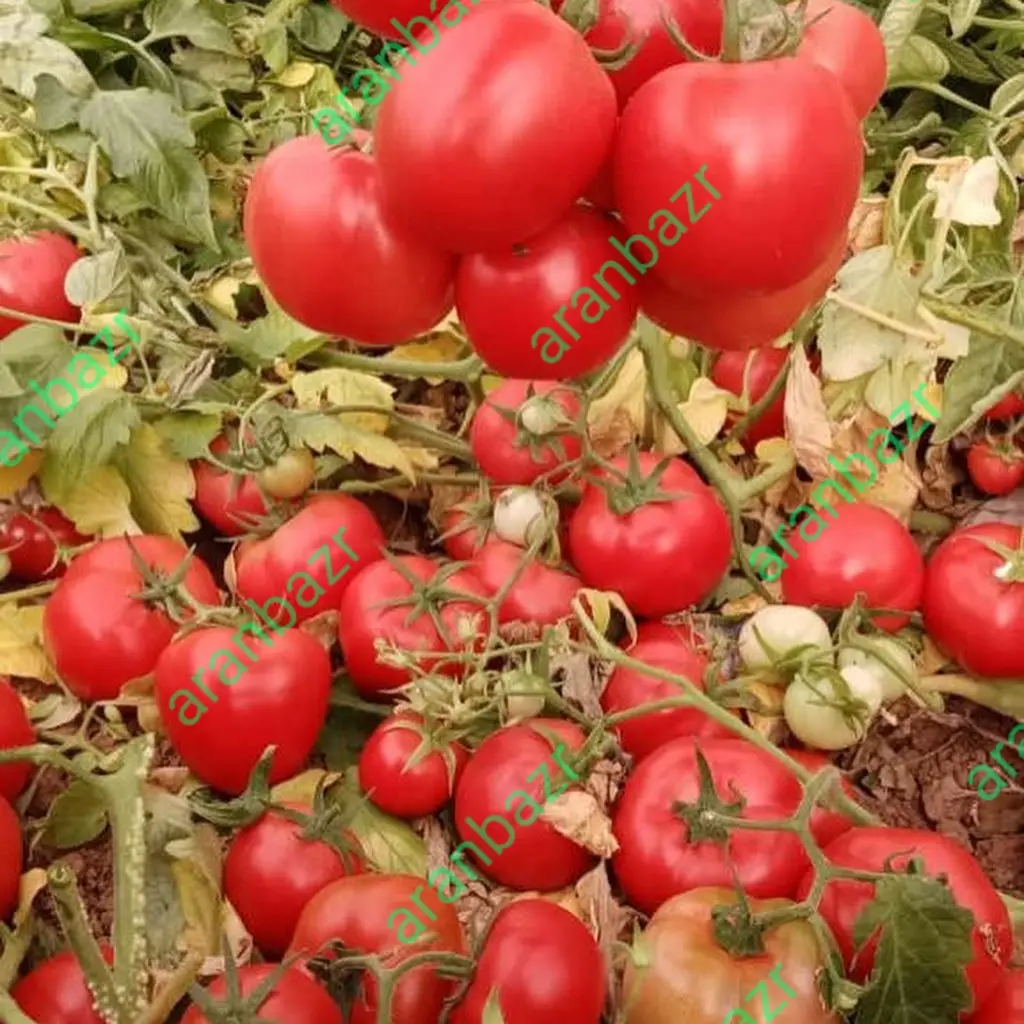 بذر گوجه فرنگی داف