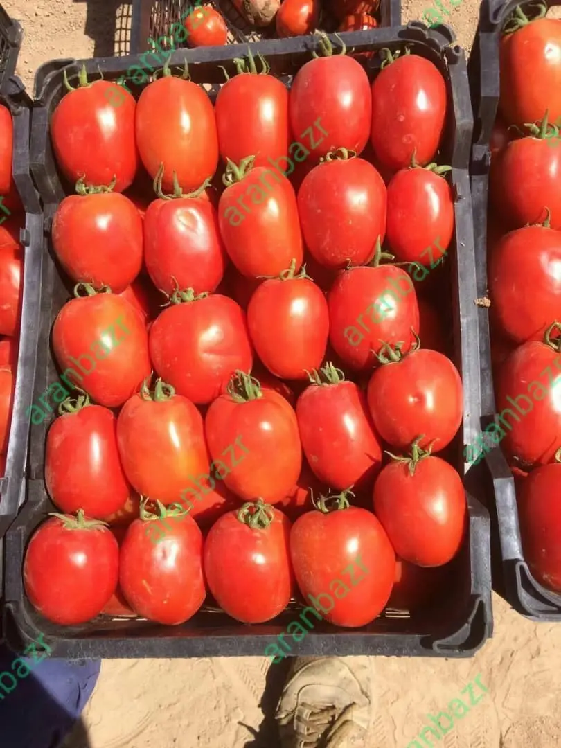 بذر گوجه فرنگی چلیک