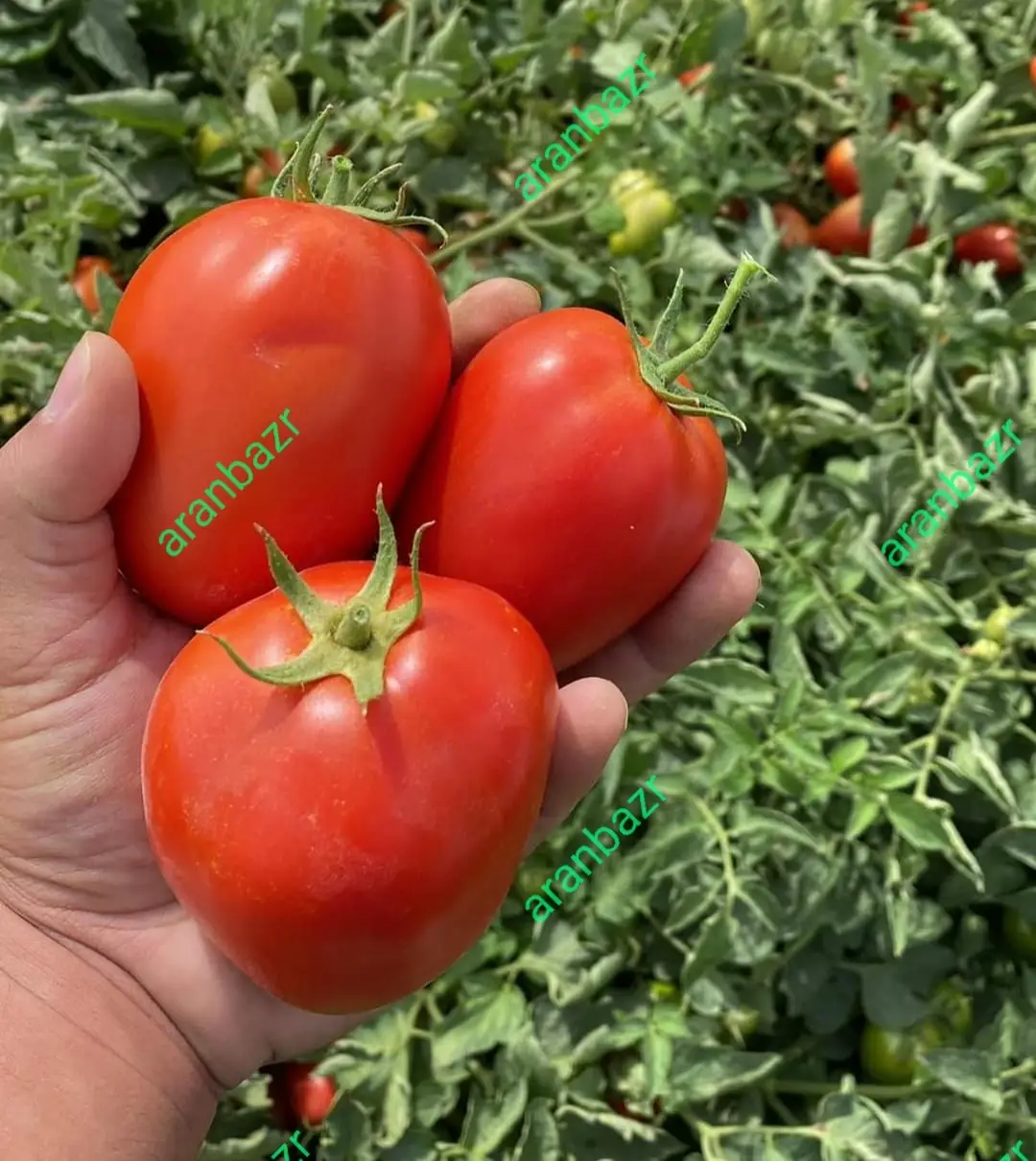 بذر گوجه روکینا