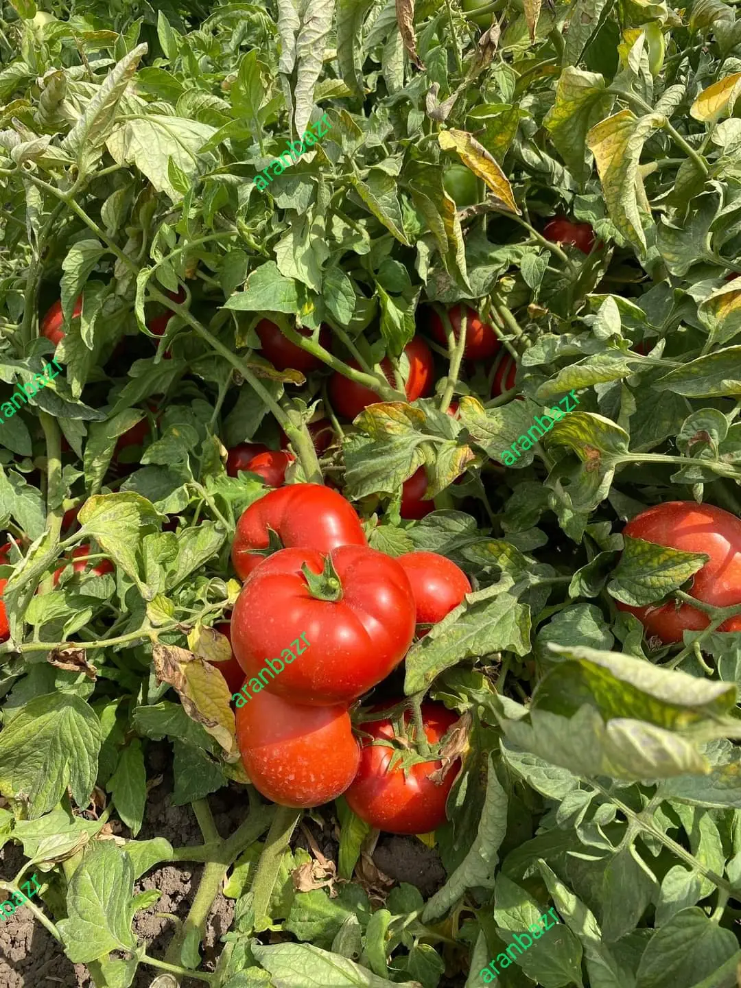 جدید ترین بذر گوجه رنجر