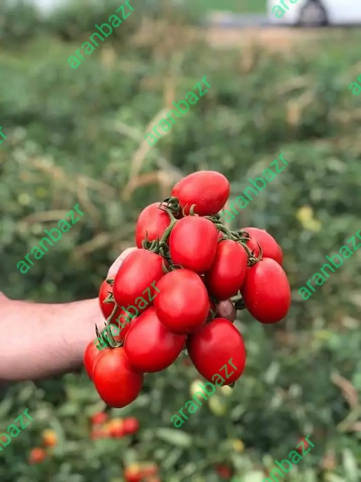 پربارترین بذر گوجه چیکو