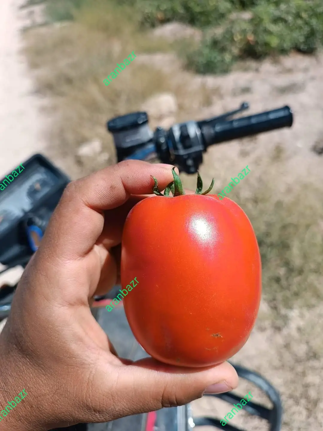 بهترین بذر گوجه روم