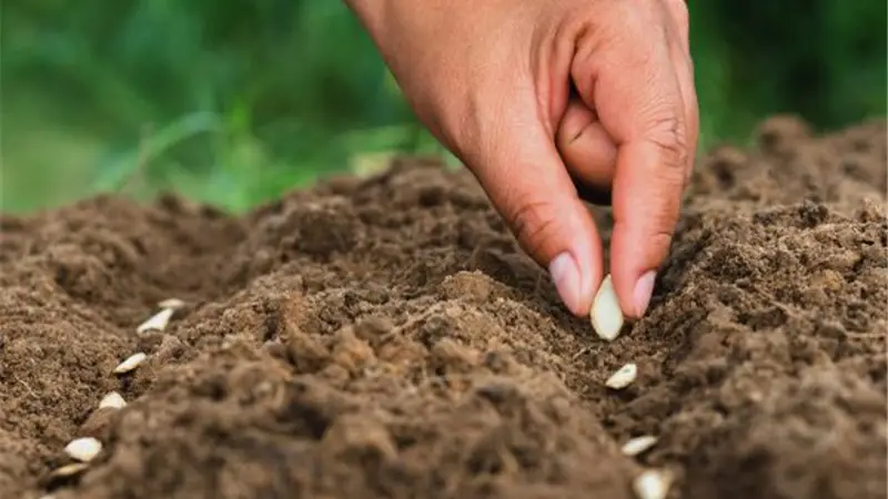 گیاه هیبرید چیست؟