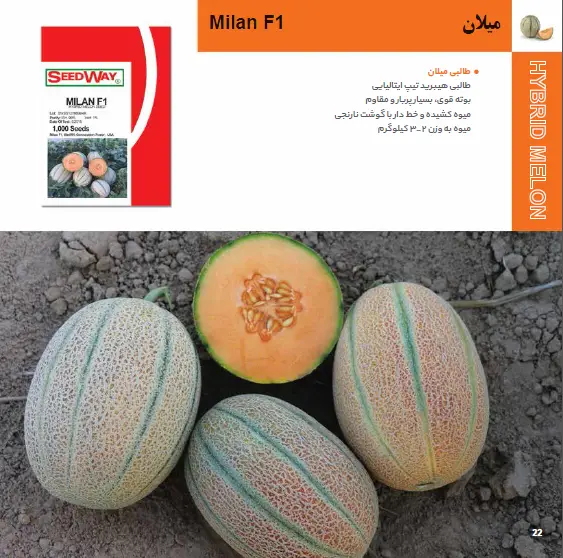 بذر طالبی میلان