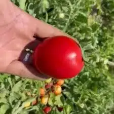 بذر گوجه فرنگی فیرنزه