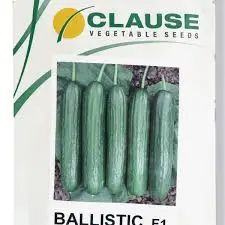 بذر خیار گلخانه بالستیک