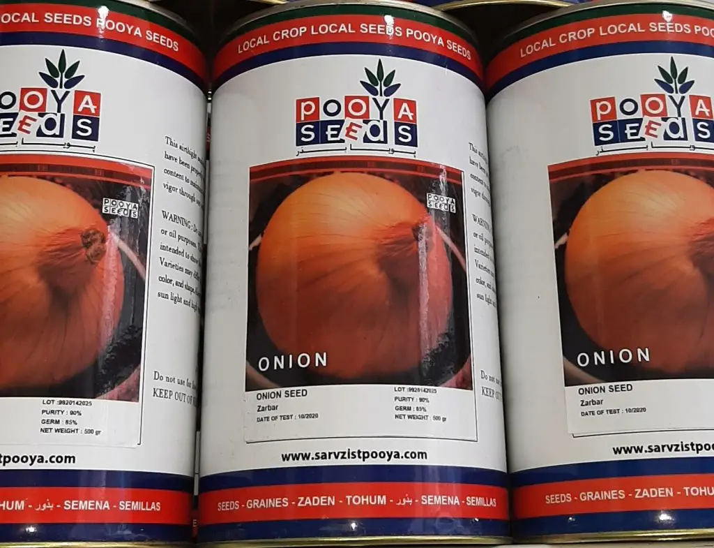 بذر پیاز زرد زربار