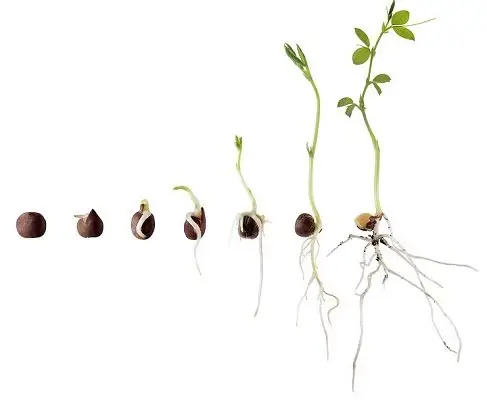 گرده افشانی گیاهان