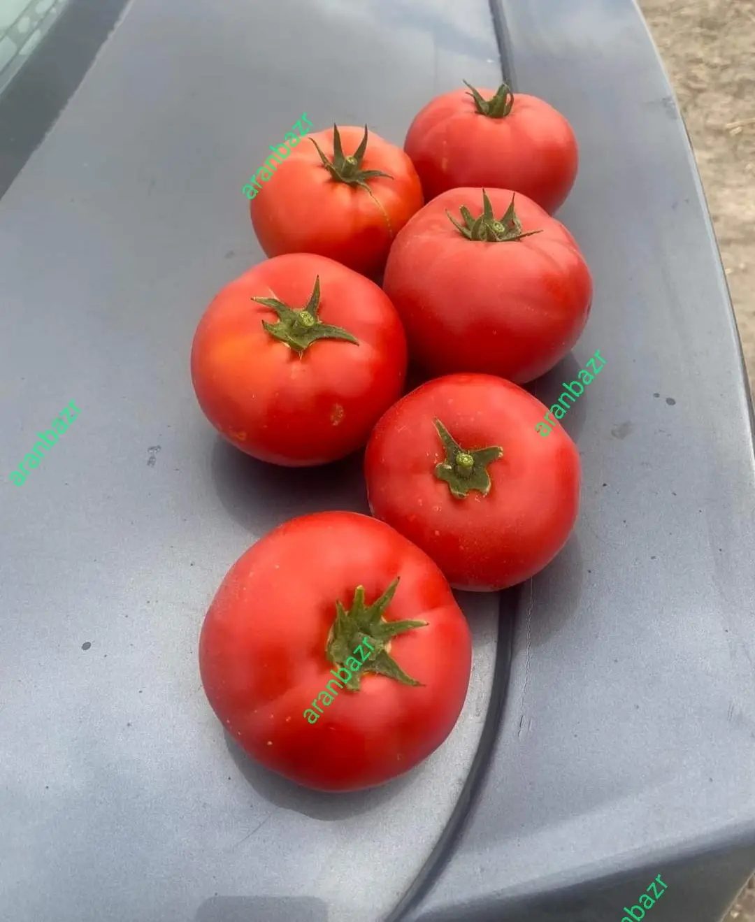 پربارترین بذر گوجه فرنگی رنجر