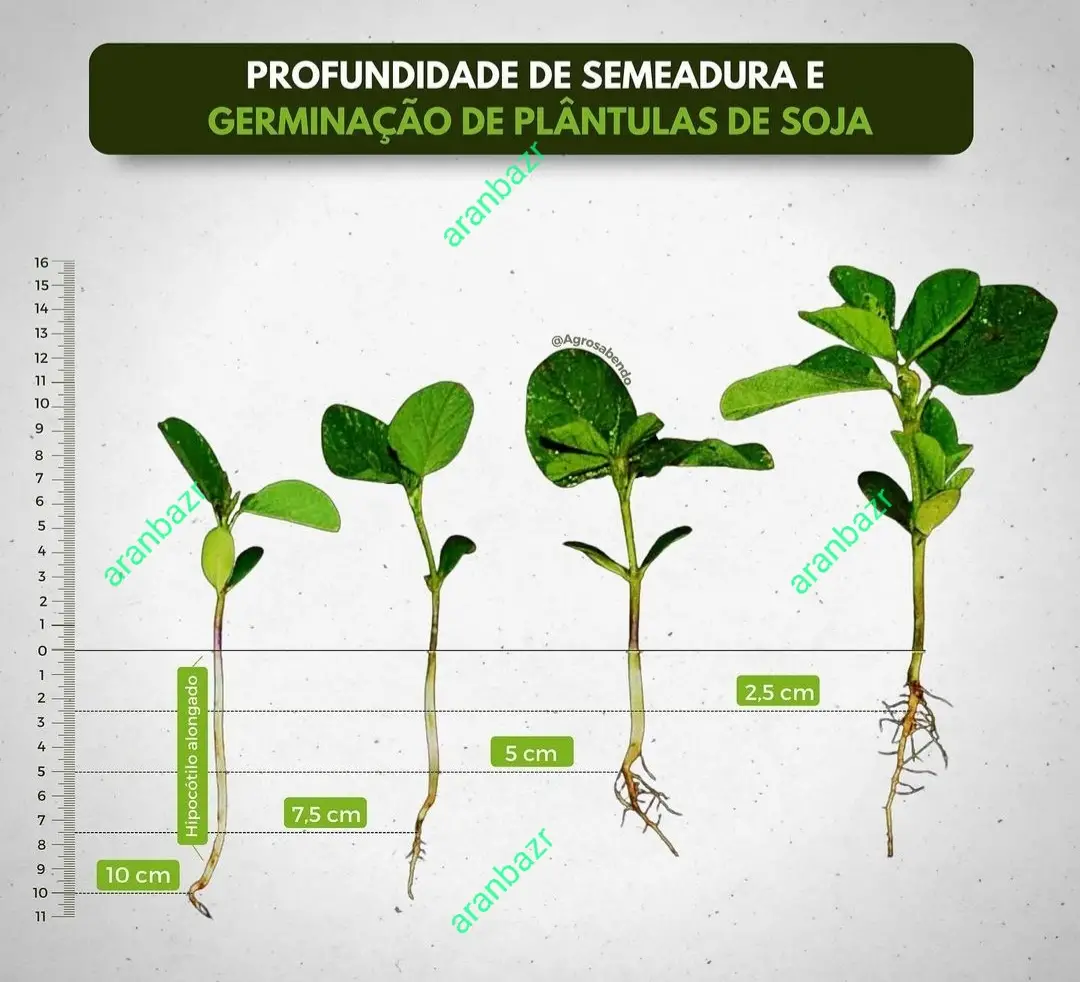 نیازهای یک‌ گیاه