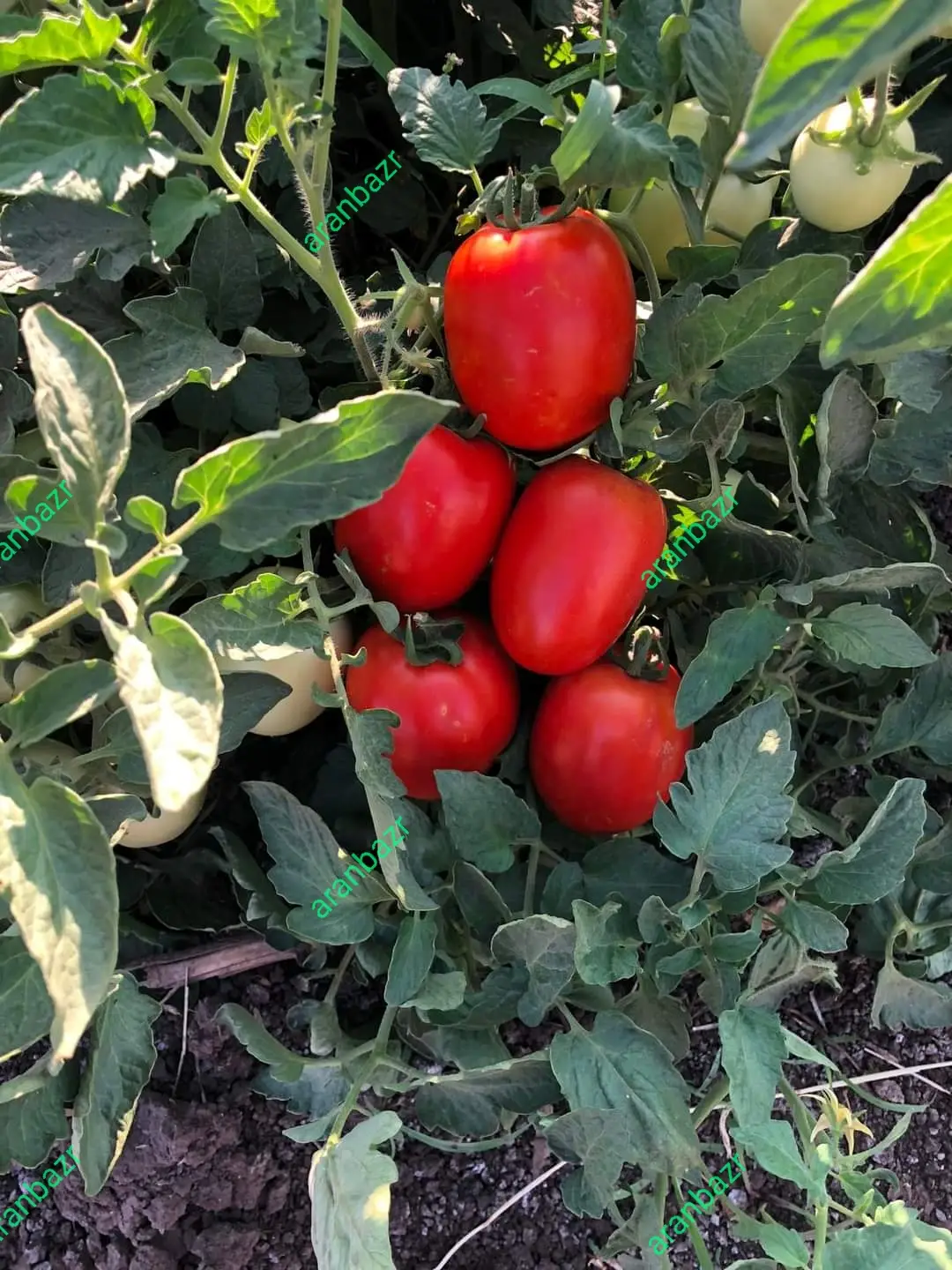 مزایای بذر هیبرید