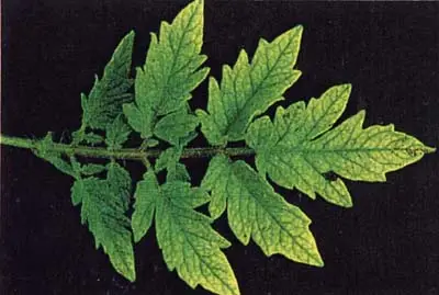 عناصر مورد نیاز گوجه فرنگی