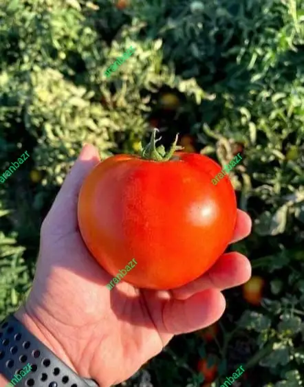 زودرس ترین گوجه فرنگی