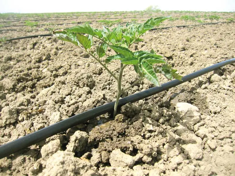 روش آبیاری در گوجه فرنگی