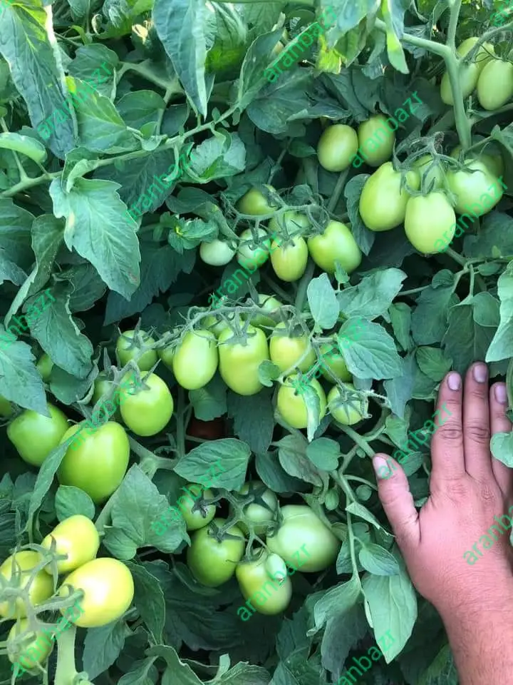 بذر گوجه پربار و زودرس هیبریدی