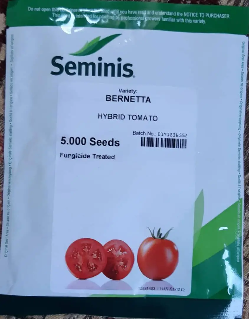 بذر گوجه فضای باز برنتا