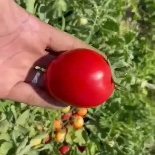 بذر گوجه فرنگی پربار