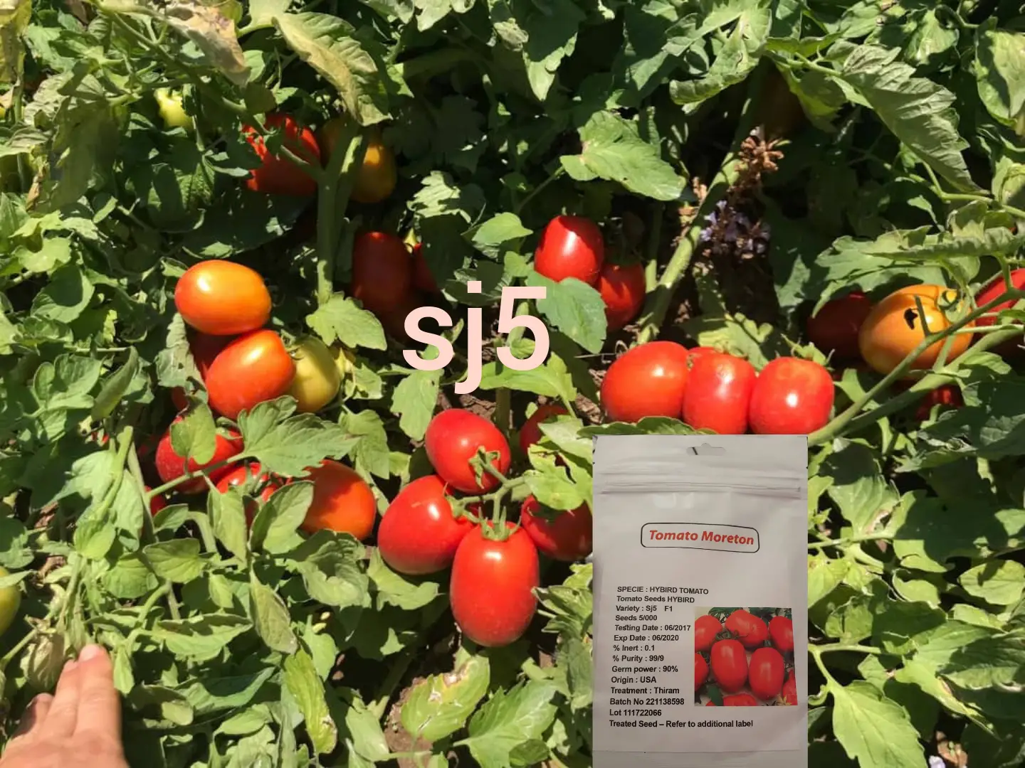 بذر گوجه اس جی 5