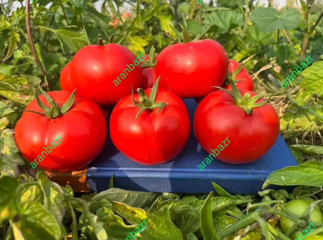 بذر گوجه فرنگی کارنیم